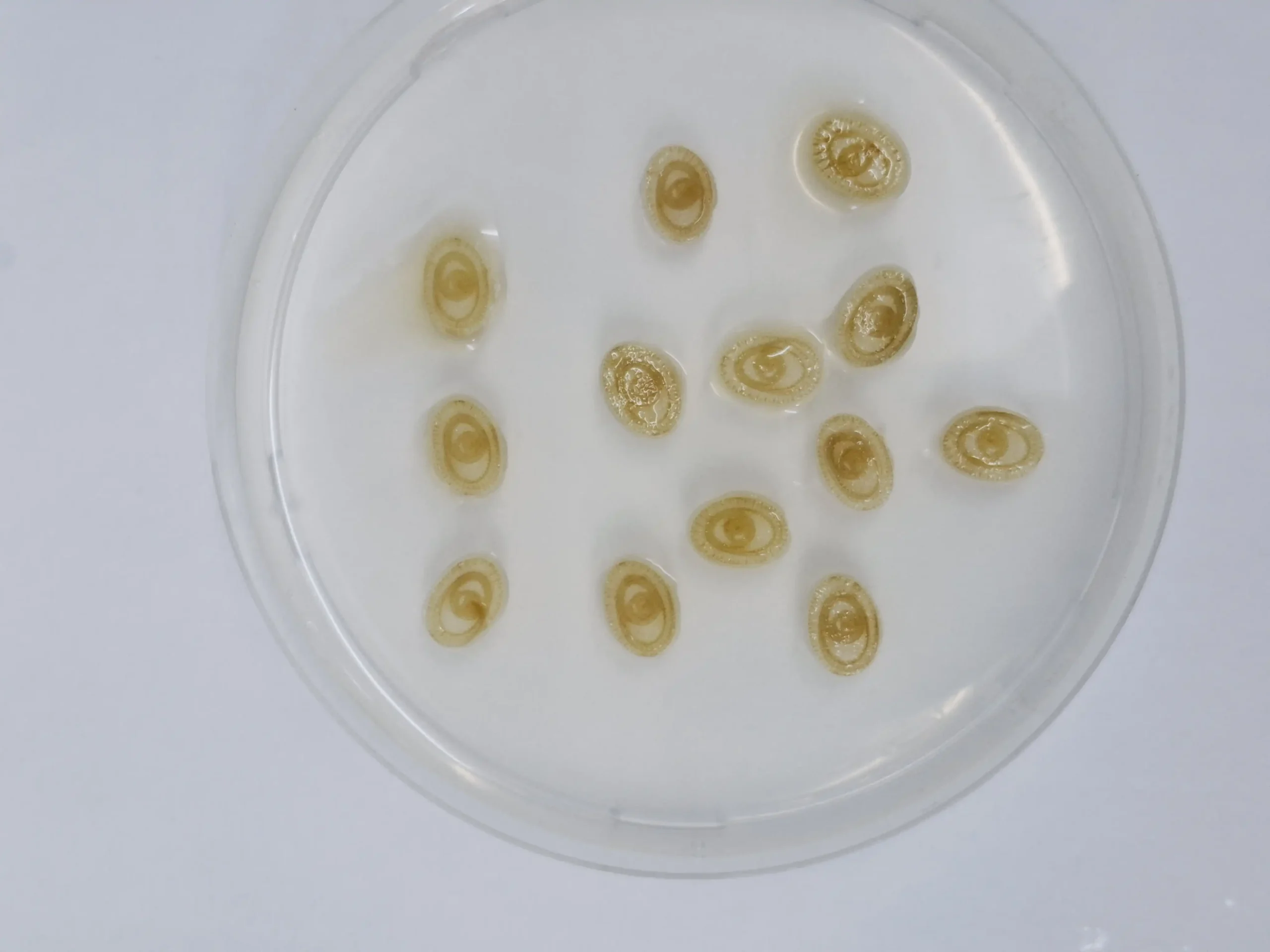 Técnicas de Biología Molecular Aplicada a Plantas