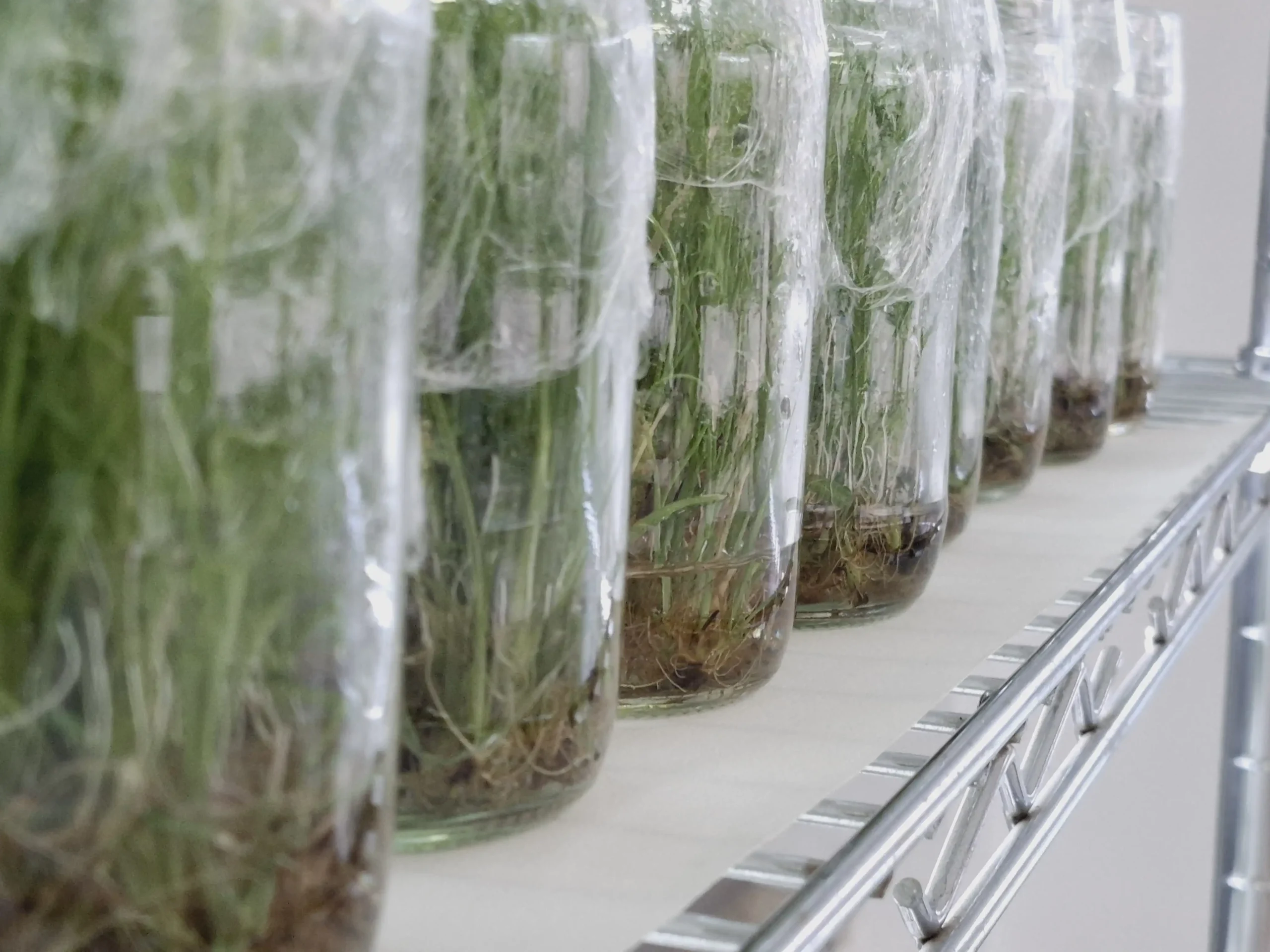 Qué es el cultivo in vitro