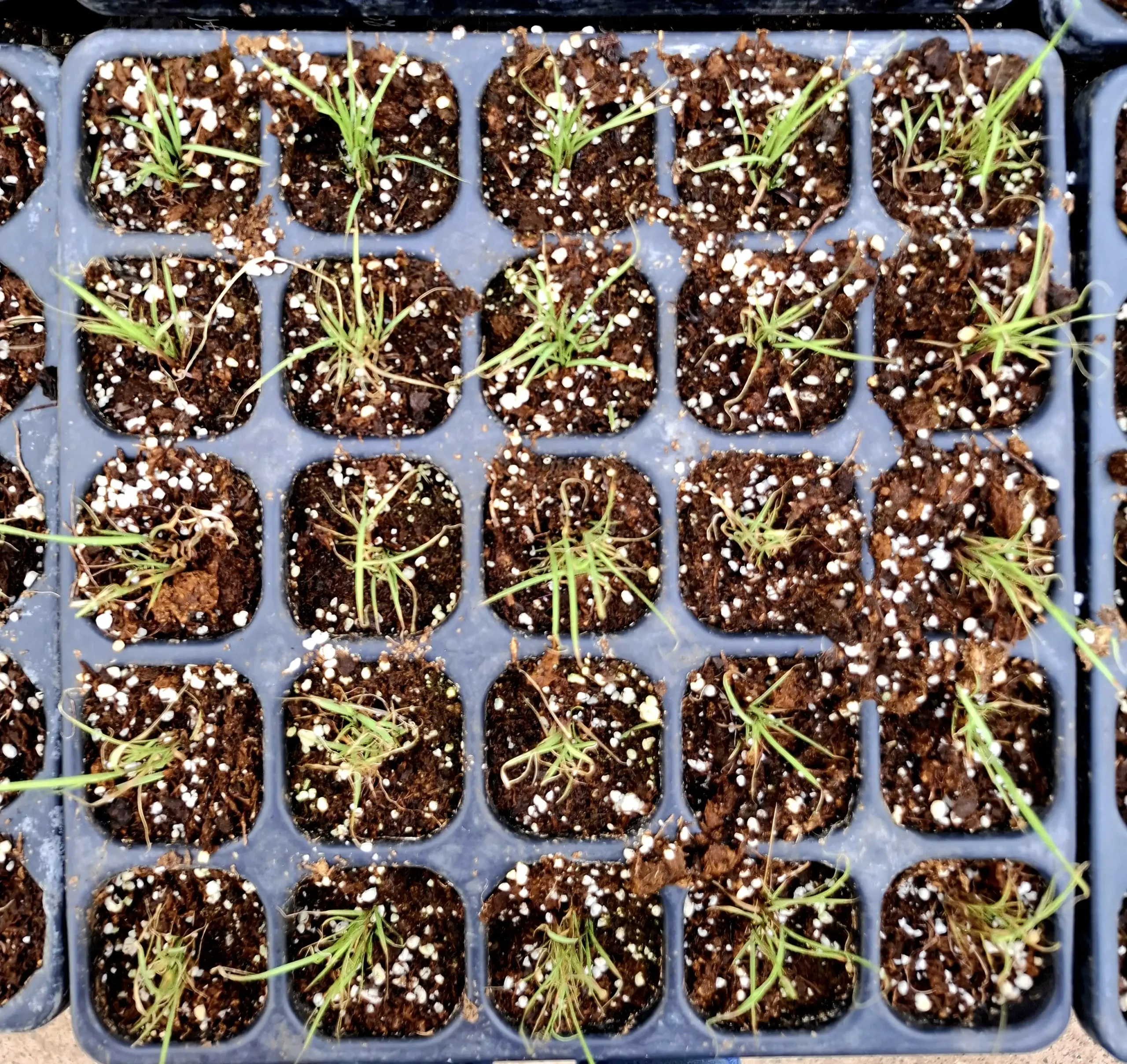 Cultivo de Tejidos Vegetales: Técnicas y Aplicaciones