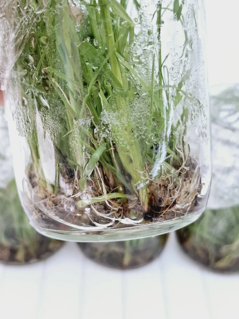 Fundamentos de Biotecnología Vegetal