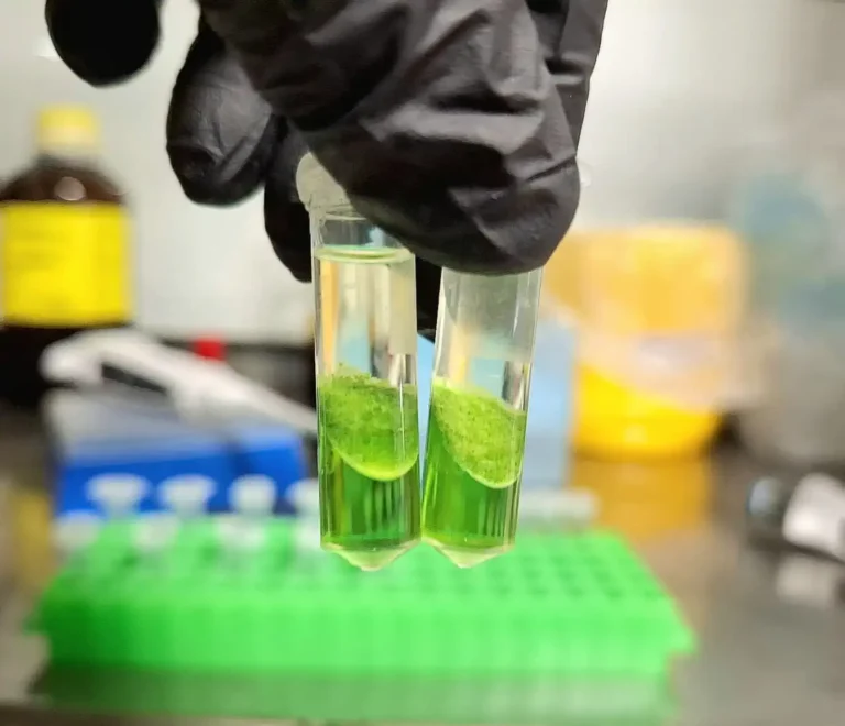 Técnicas de Biología Molecular Aplicada a Plantas